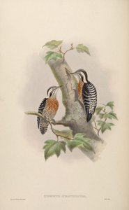Iyngipicus aurantiiventris = Dendrocopos canicapillus aurantiiventris de John Gould